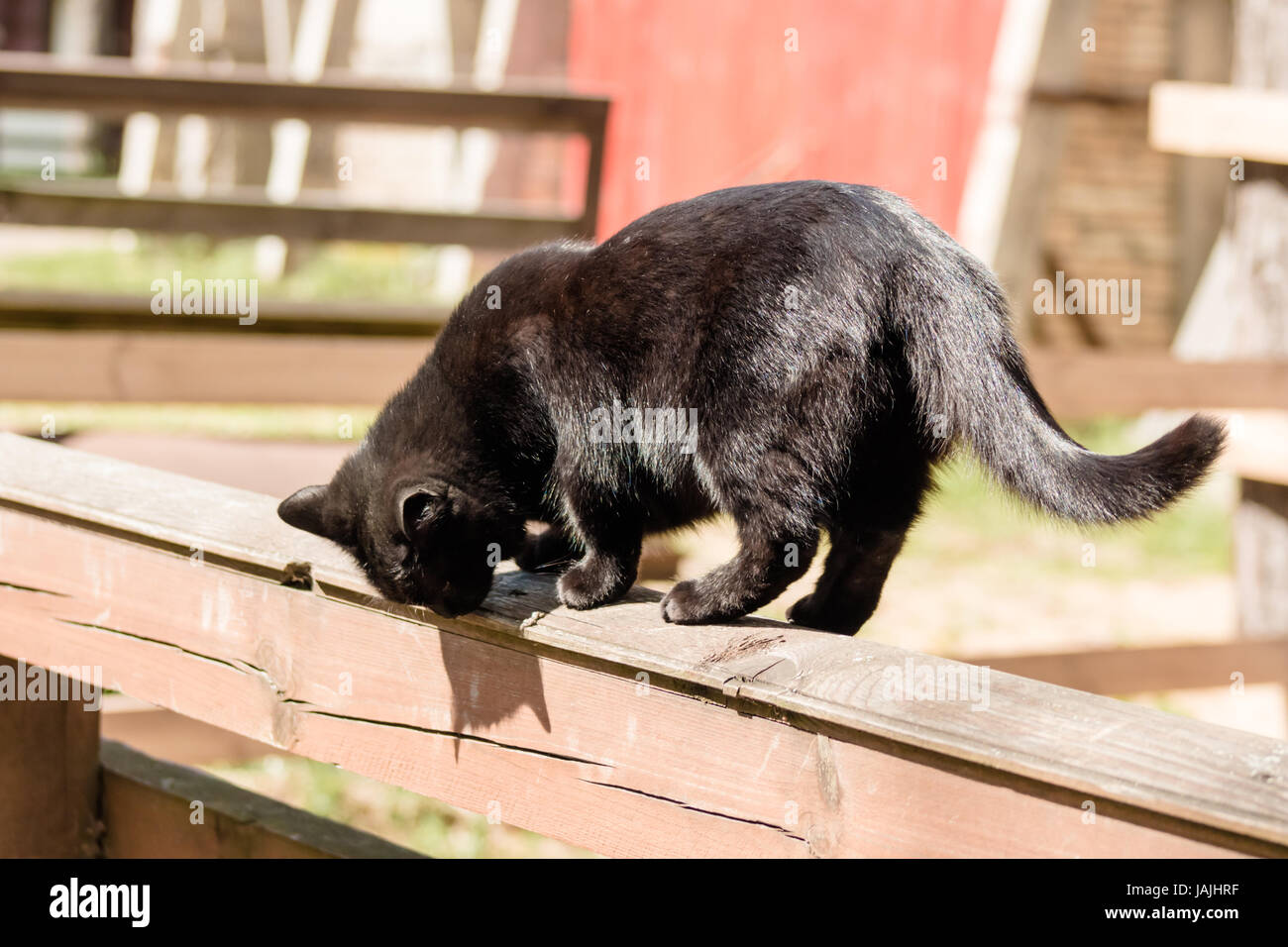 Black British cat walks on a wooden fence and scratches his claws Stock ...