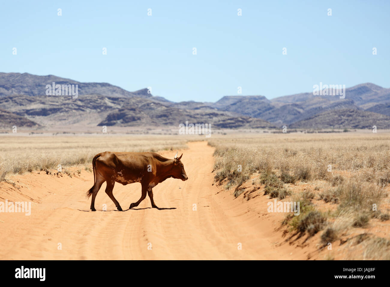 Cow crossing a dusty road, Namibia. Stock Photo
