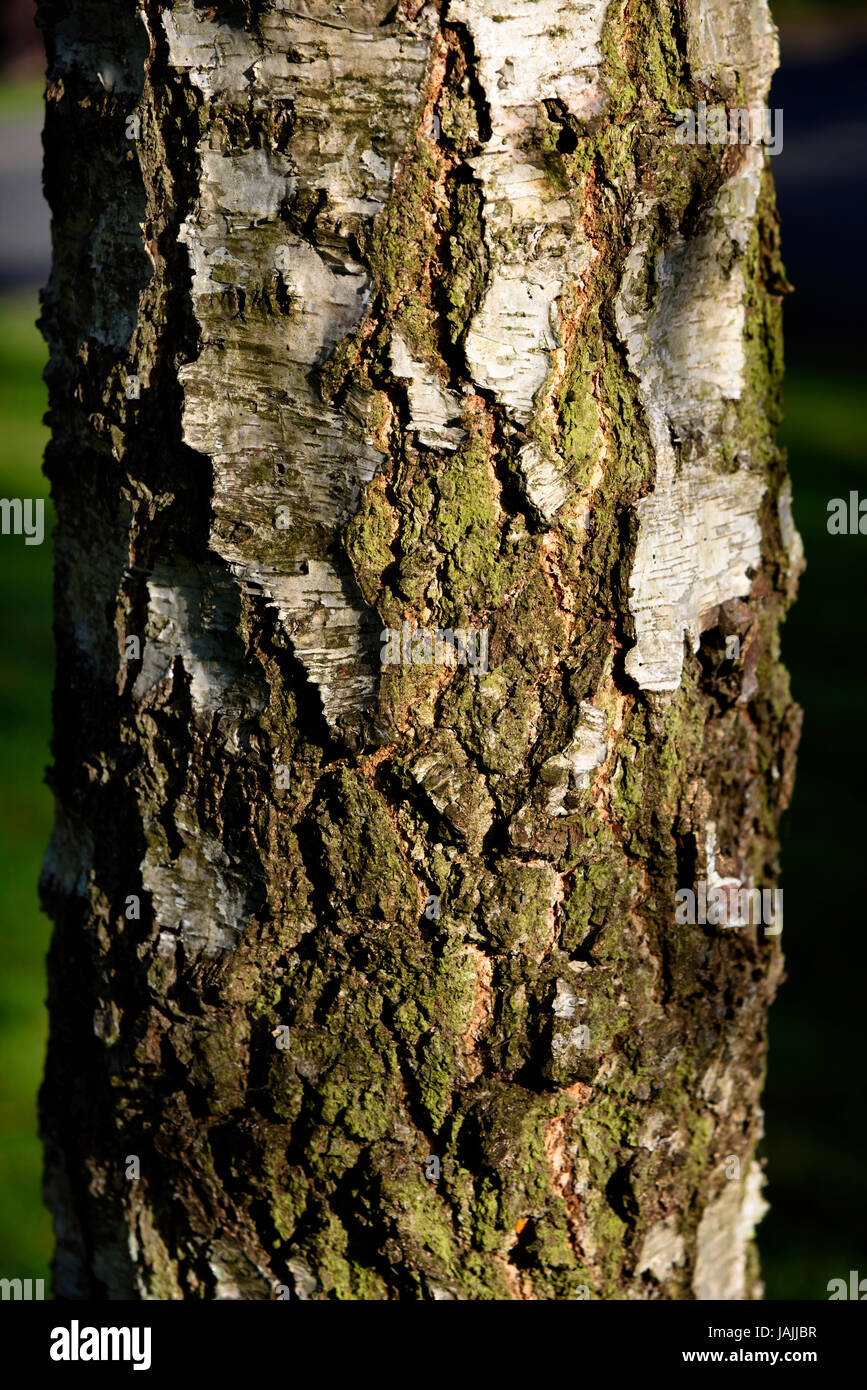 Silver birch tree bark hires stock photography and images Alamy