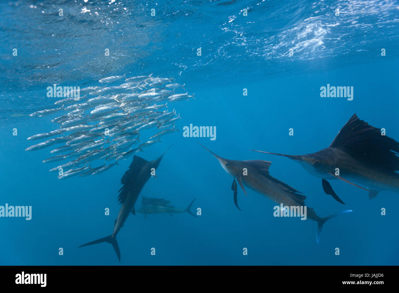 Atlantscher professional fish hi-res stock photography and images - Alamy
