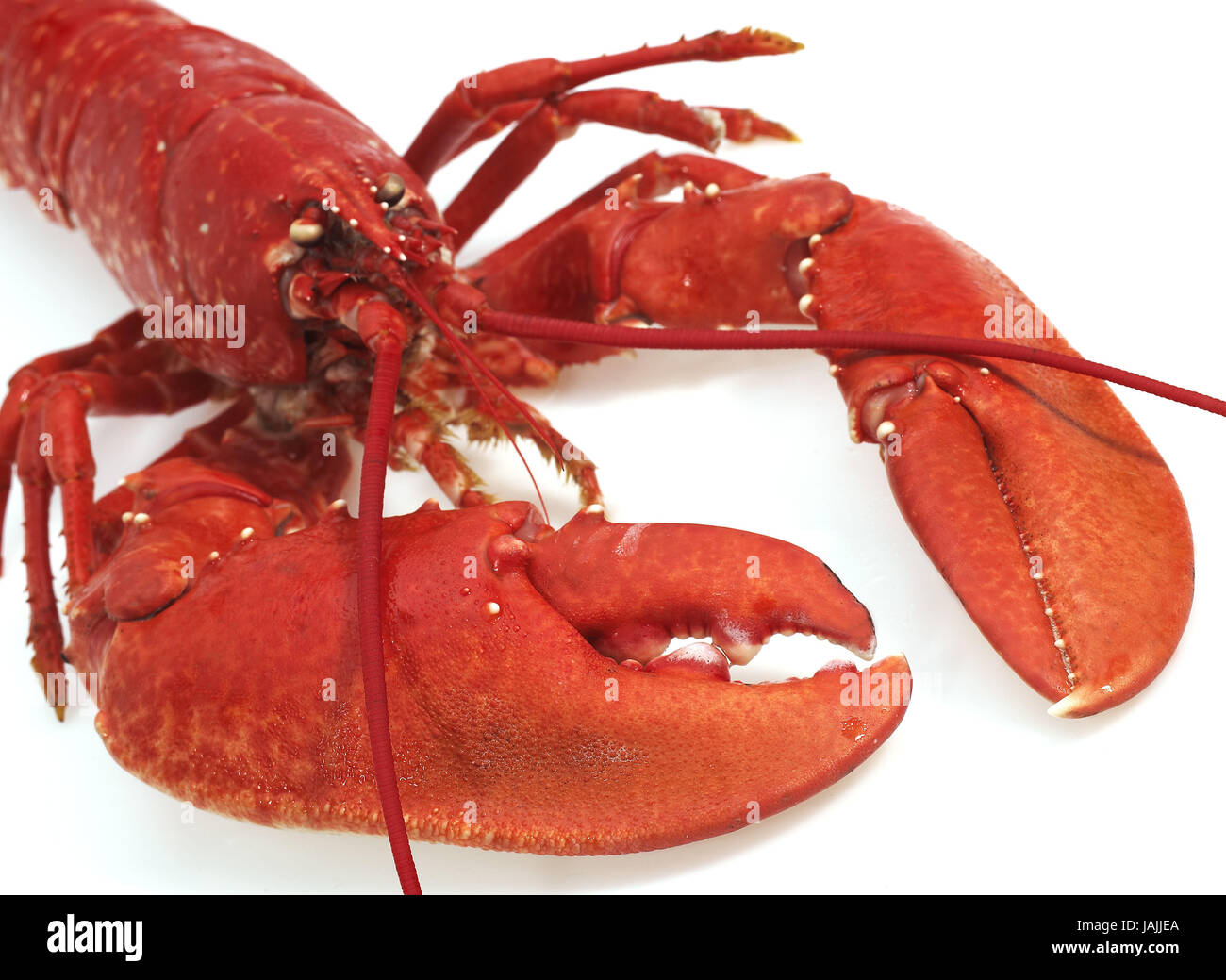 Cooked European lobster,Homarus gammarus,white background Stock Photo