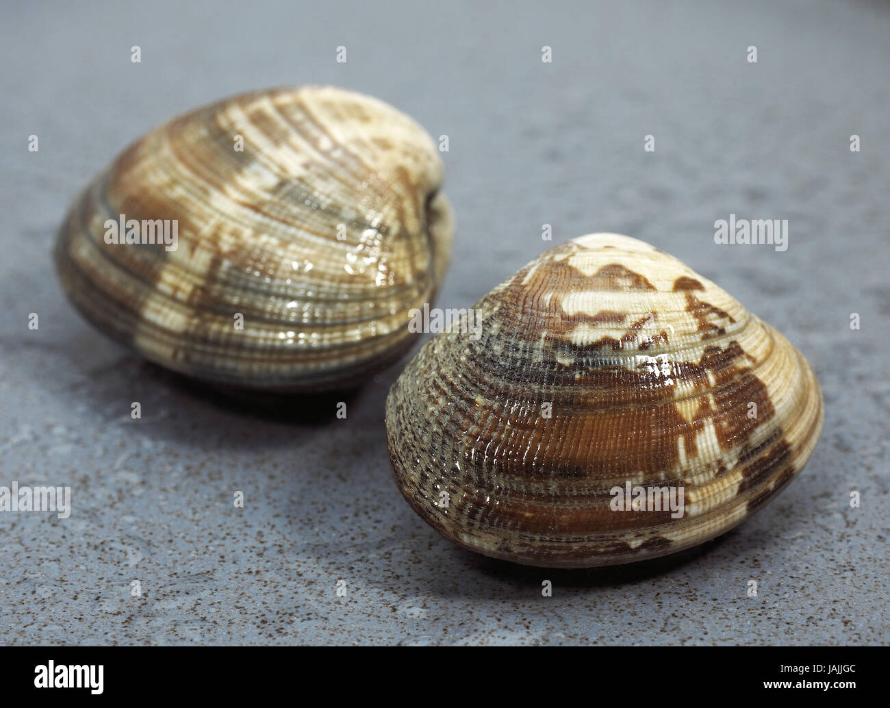 Venus's shells,venerupis sp.,white background Stock Photo - Alamy