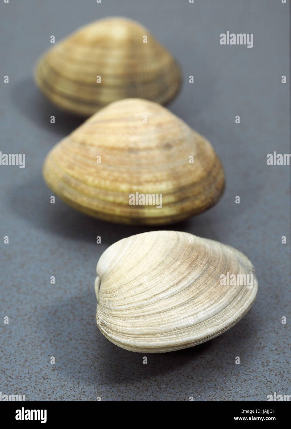 Venus's shells,venerupis sp.,white background Stock Photo - Alamy