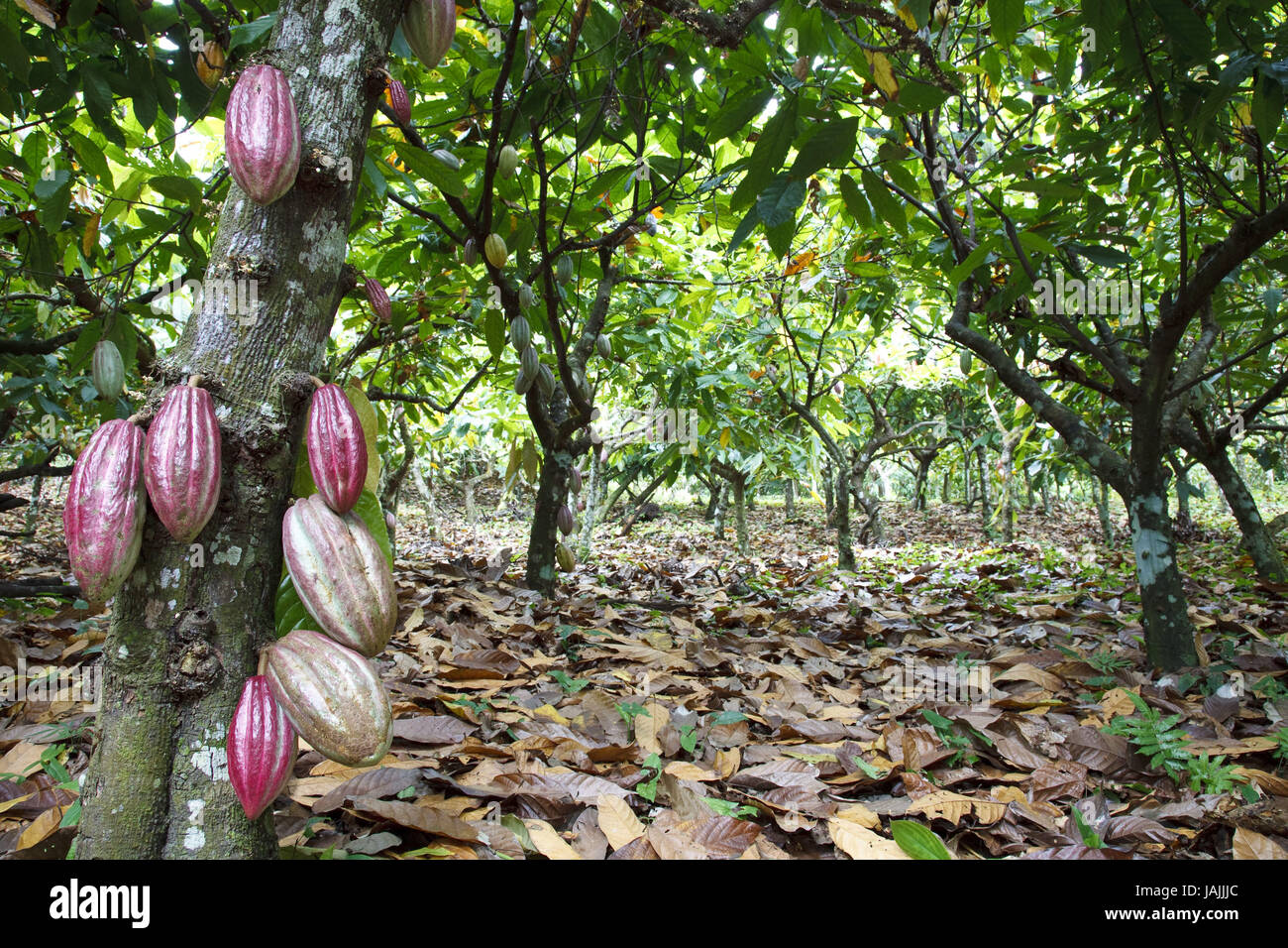 Cocoa Plantation Stock Photos & Cocoa Plantation Stock Images Alamy