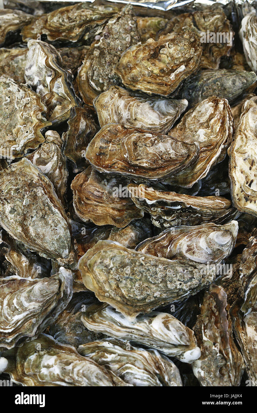 European oyster,Ostrea edulis,freshly Stock Photo Alamy