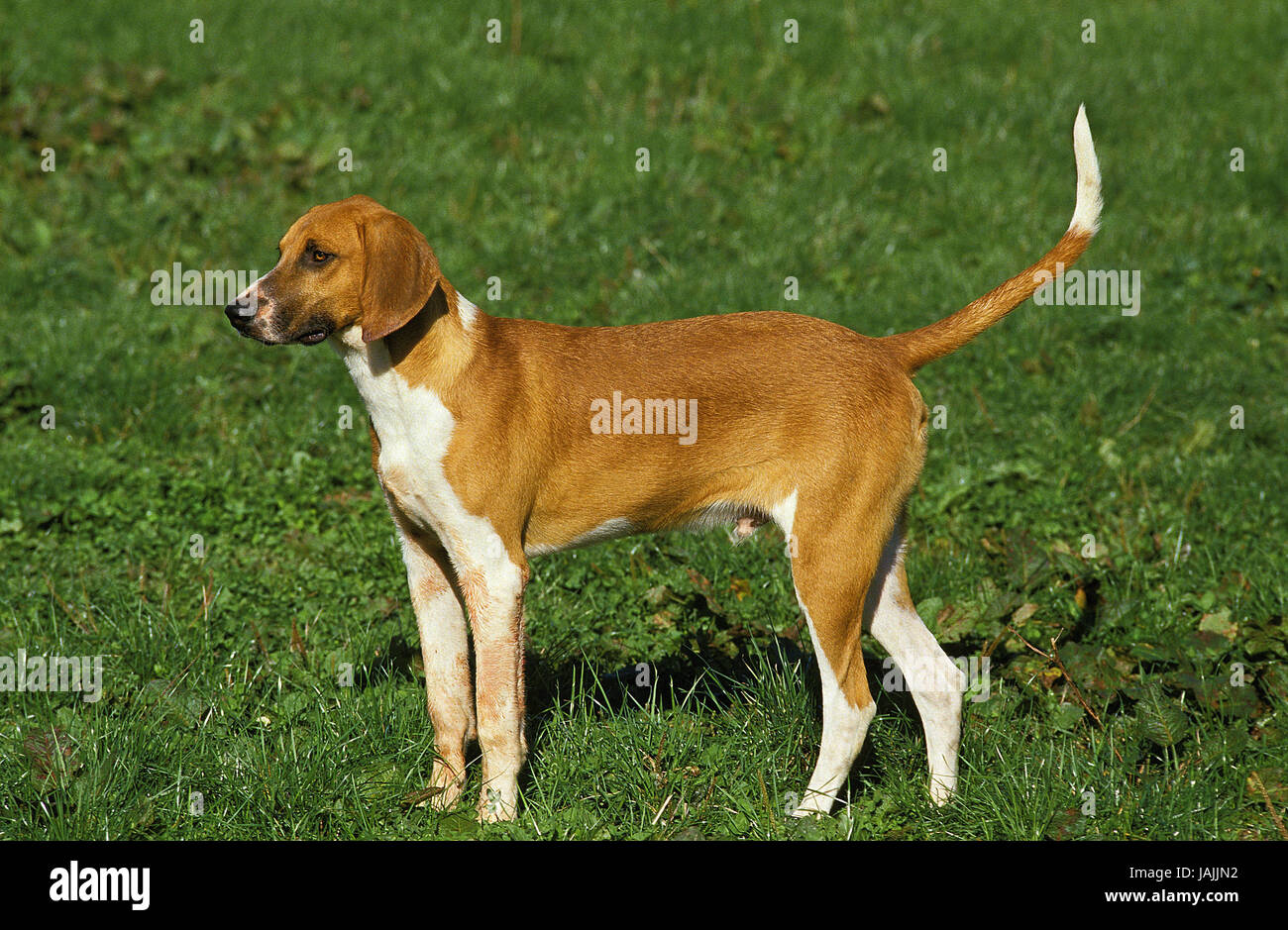 Of big Anglo-French Weiß-Oranger scent hound,little man,grass, Stock Photo