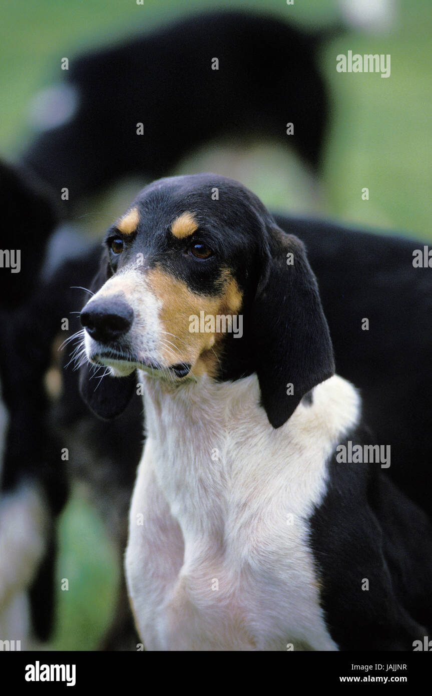 Big Anglo-franzosischer three-coloured scent hound,portrait, Stock Photo
