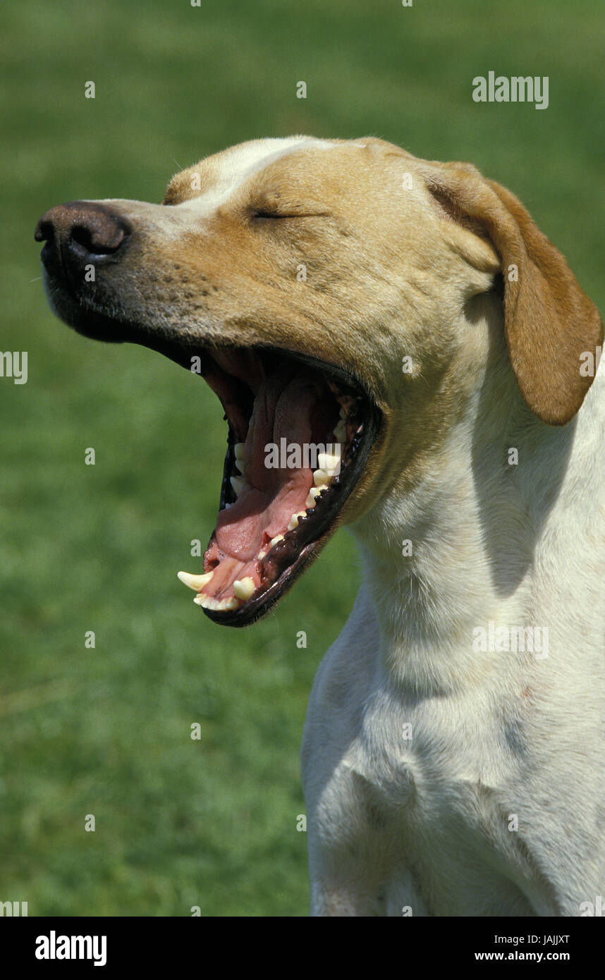 Pointers,yawn, Stock Photo