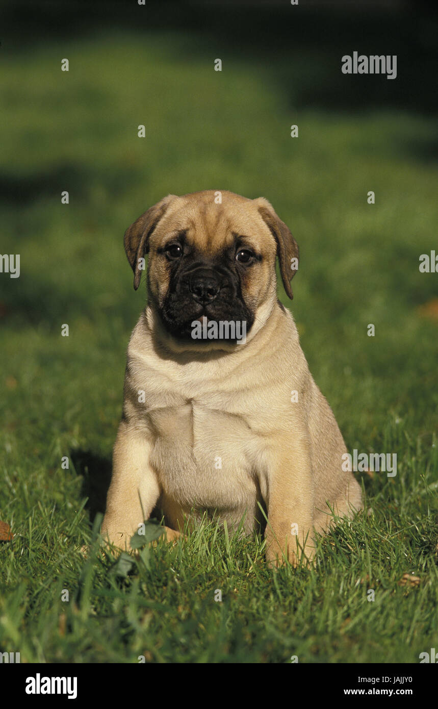 Bullmastiff,puppy,grass, Stock Photo