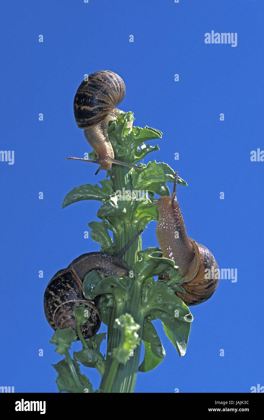 Edible snail,helix Aspersa,plant, Stock Photo