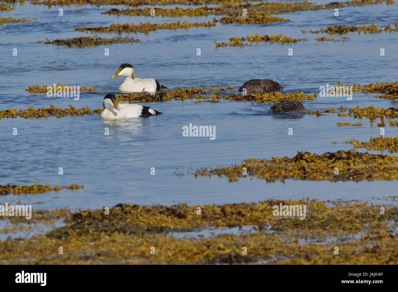 Male and female Eider ducks on Loch Fleet in Sutherland; Scotland. UK ...