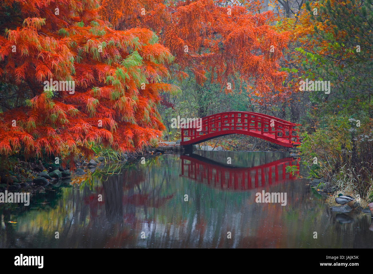 Red Footbridge, Japanese Garden, Autumn Stock Photo