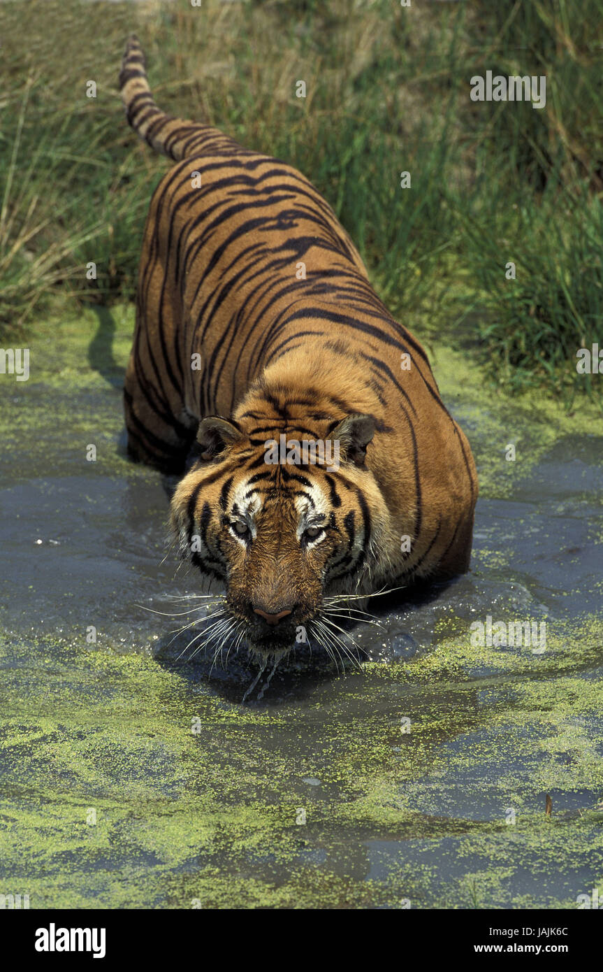 Bengali tiger,Panthera tigris tigris,water, Stock Photo