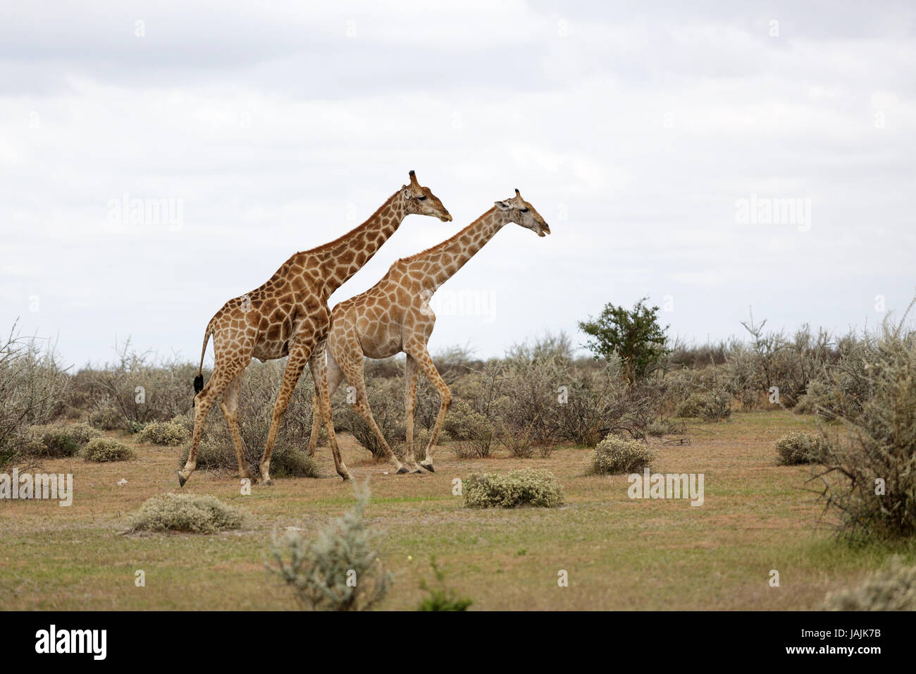 Two giraffes walking hi-res stock photography and images - Alamy