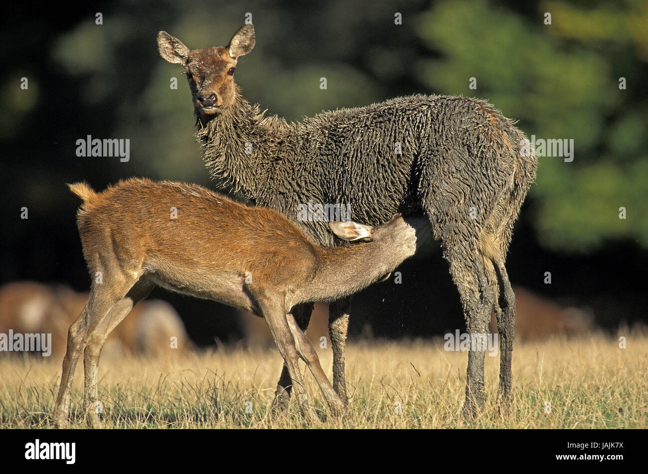 Red deer,Cervus elaphus,female nurses calf, Stock Photo