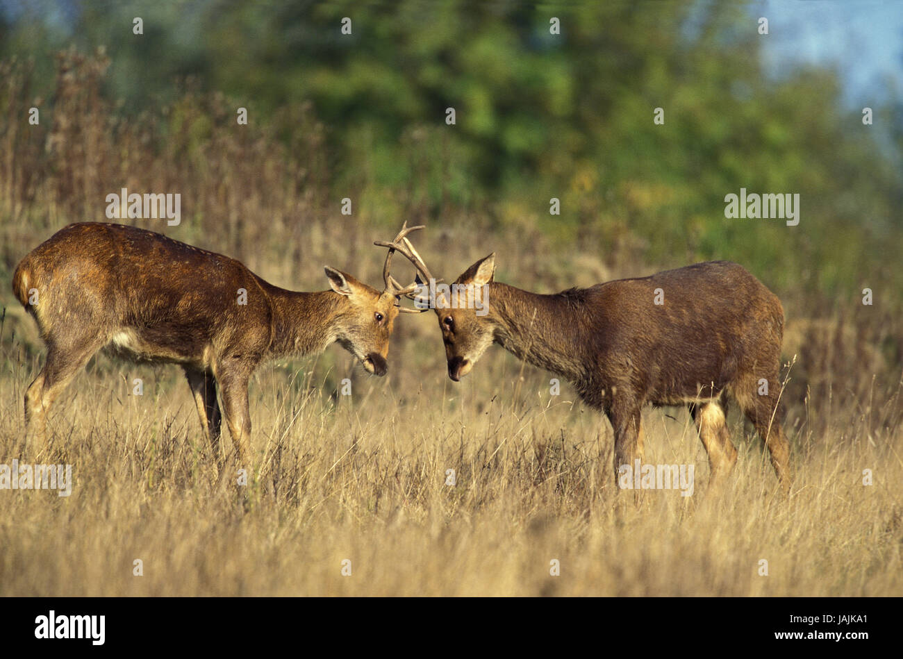 Marsh deer or Barasingha,Cervus duvauceli,fight,little men, Stock Photo