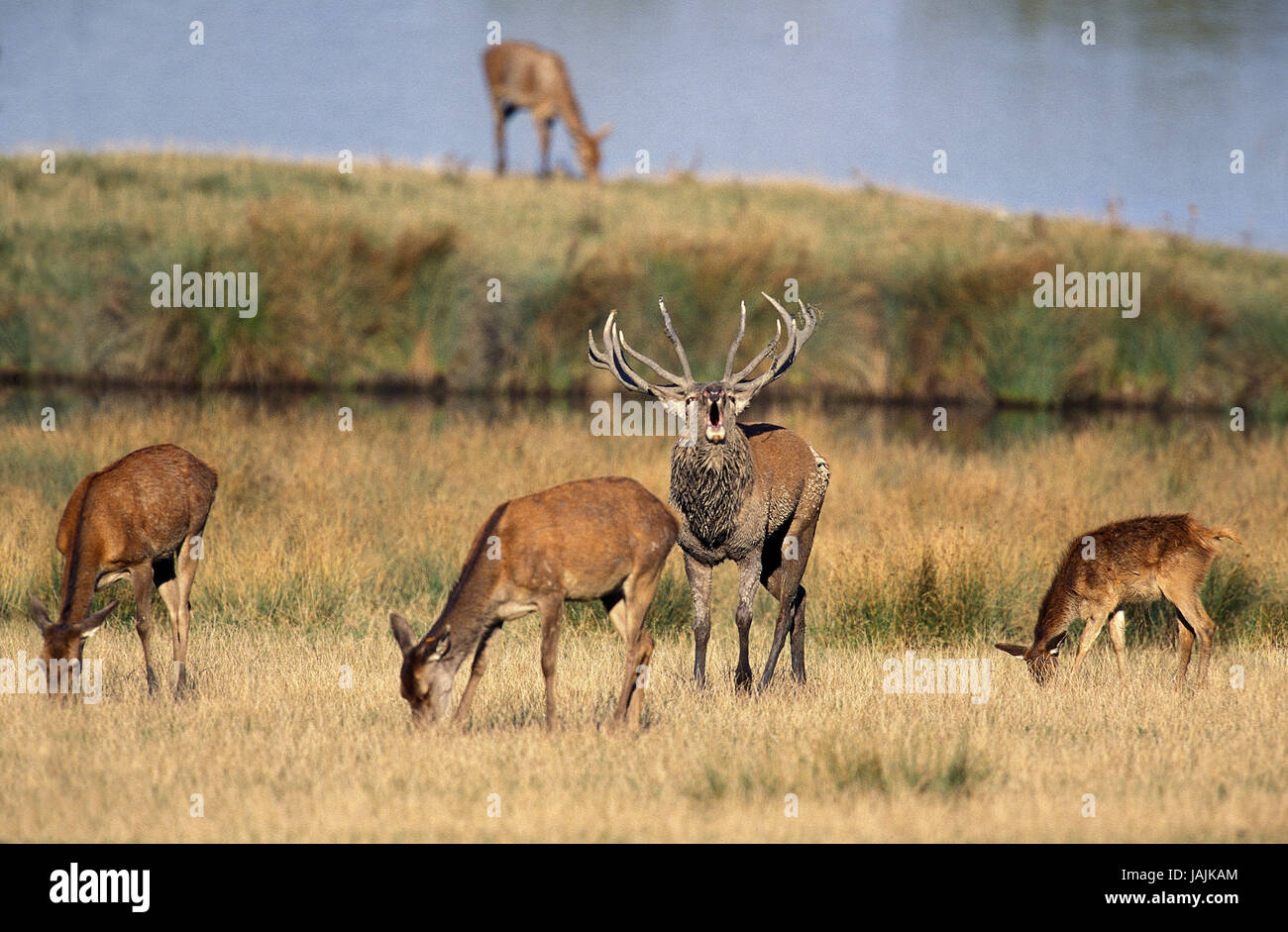 Red deer,Cervus elaphus,little men,rut shout, Stock Photo