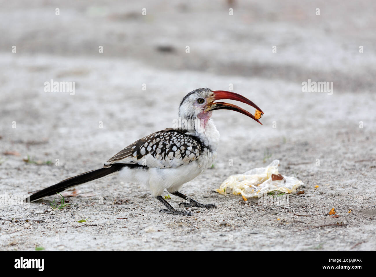 Damara Red-billed Hornbill, Etosha National Prak, Namibia. Stock Photo
