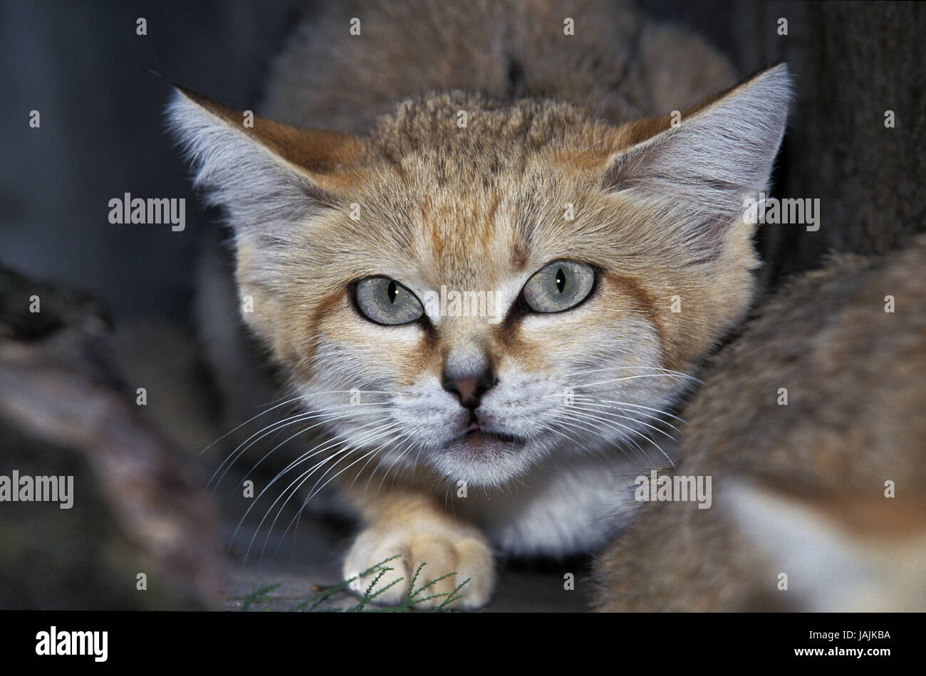 Sand cat,Felis margarita,portrait, Stock Photo