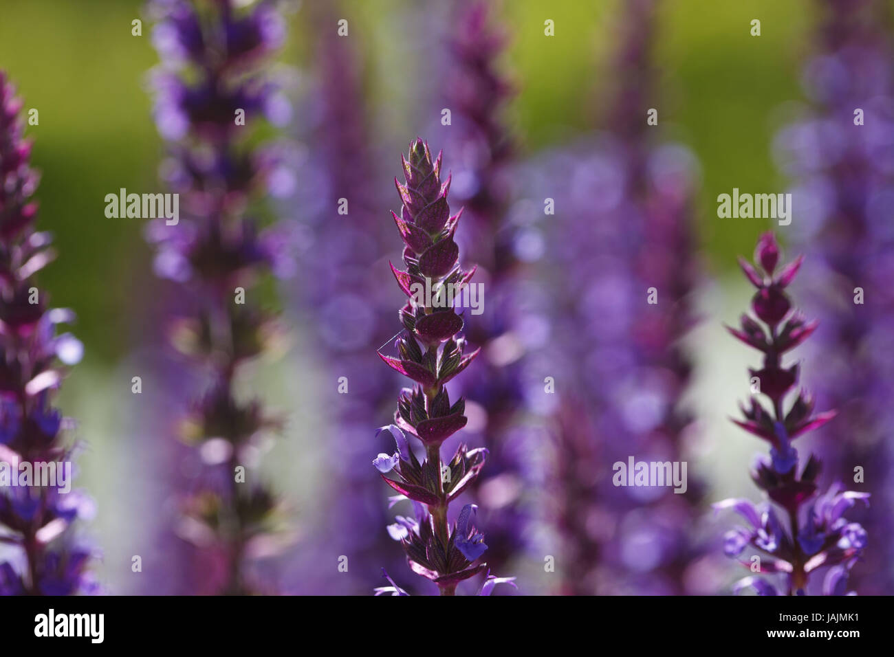Lavender,blossoms,mauve, Stock Photo