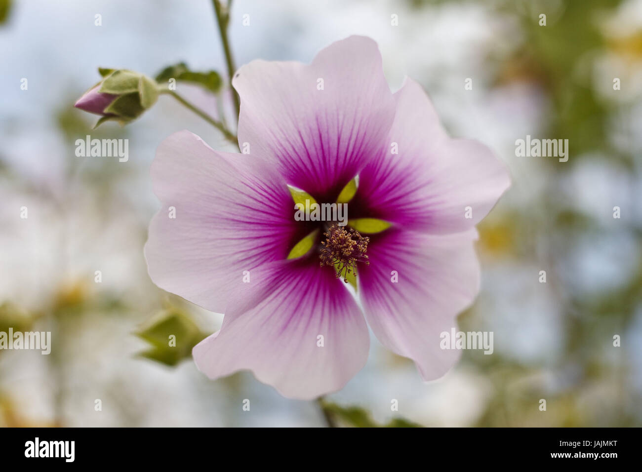 Mallow,blossom,pink,mauve, Stock Photo