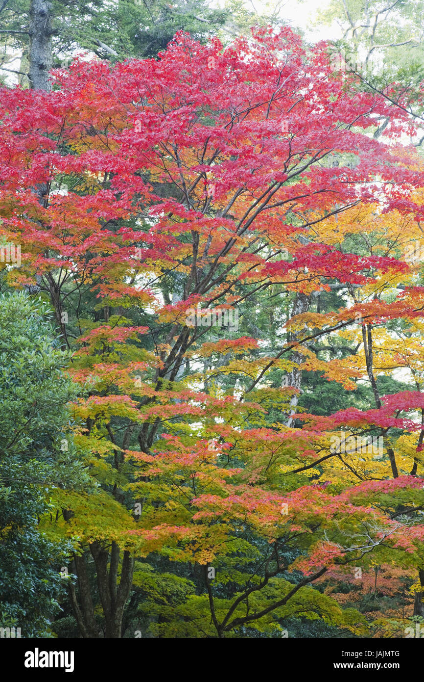 Japan,Miyajima island,Omoto park,trees,autumn foliage Stock Photo - Alamy