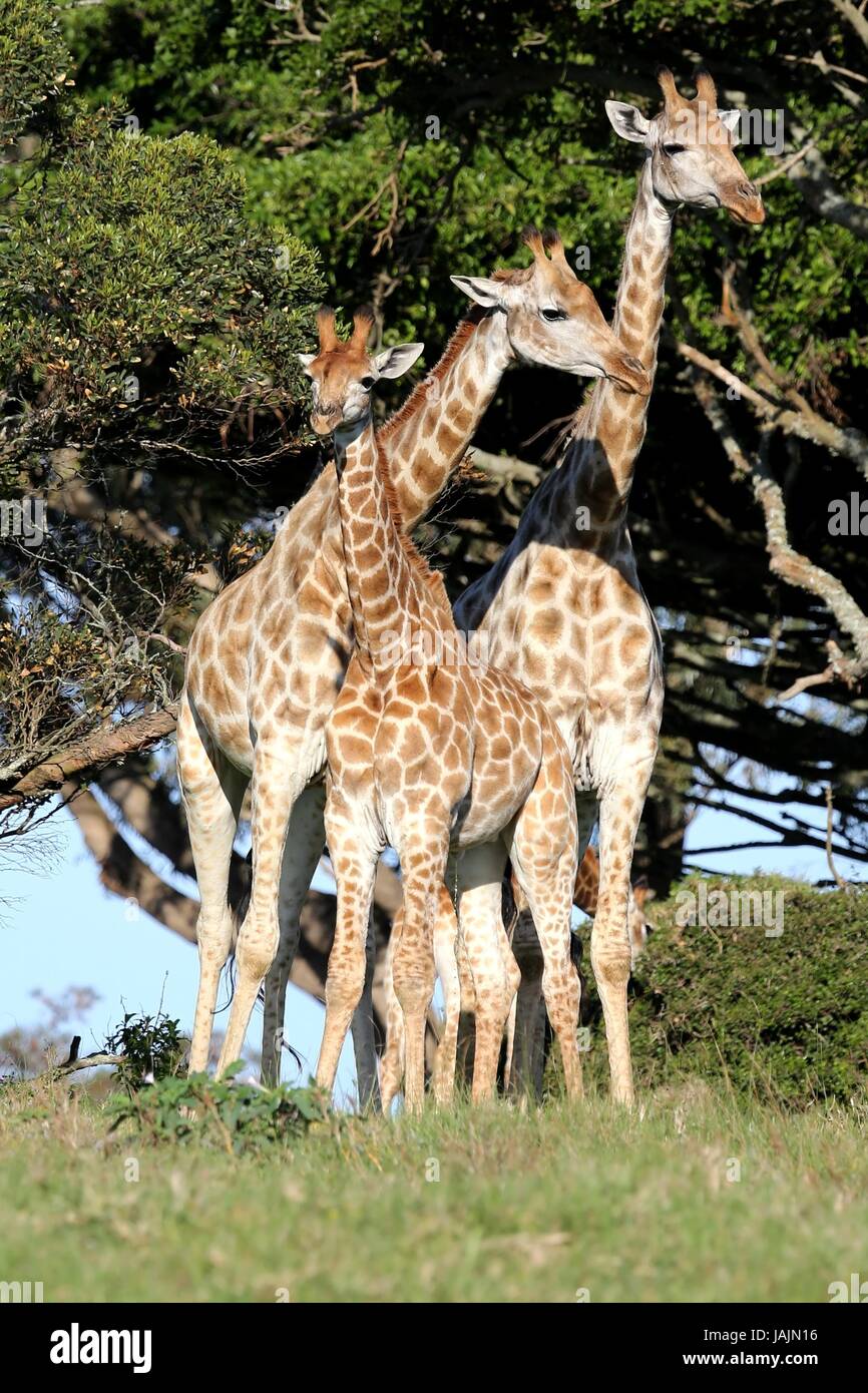 Family of three giraffes standing next to a tall tree in the African ...