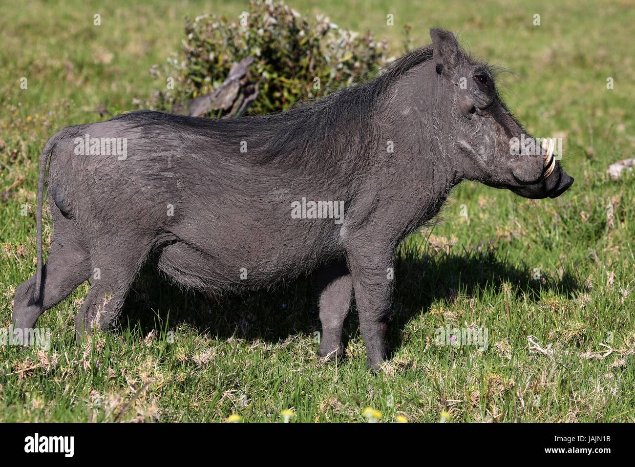 An ugly Warthog standing in the grass Stock Photo - Alamy