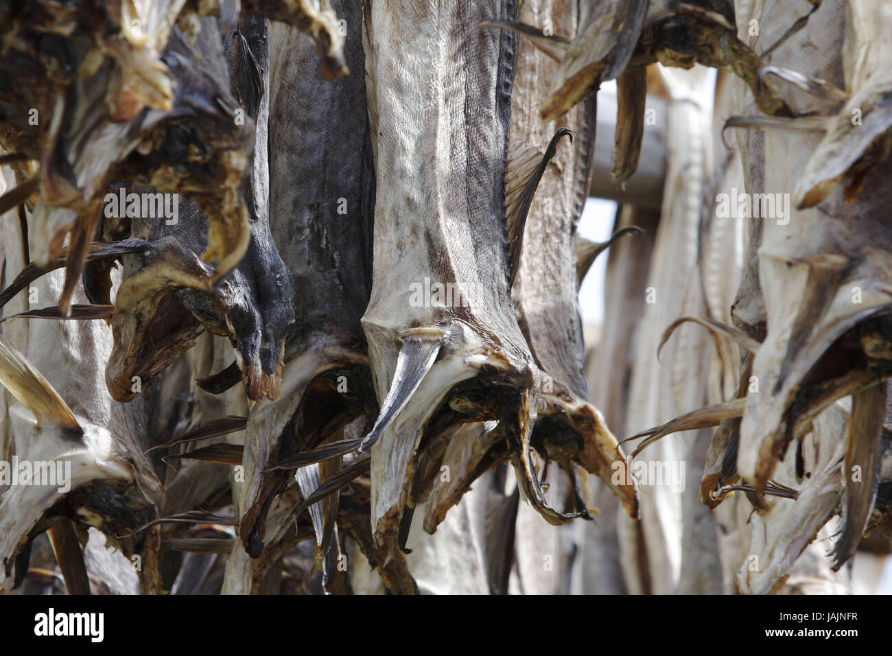 Dried Stockfish - The Tradition Lives On - Norwegian stockfish