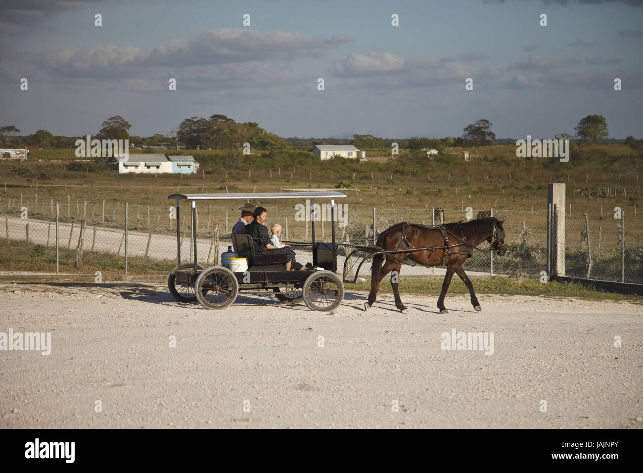 Belize,Shipyard,Mennonite,one-horse carriage,horse,no model release, Stock Photo