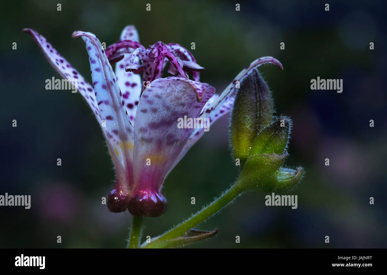 japanese toad lily Stock Photo