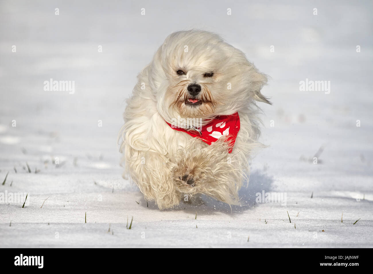Ein kleiner Langhaar Hund mit einem roten Halstuch rennt durch den Schnee. Stock Photo