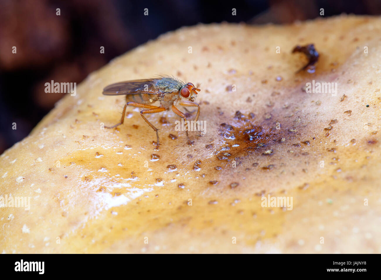 Scheufliege - Heleomyzidae auf einem Pilz - Makroaufnahme Stock Photo