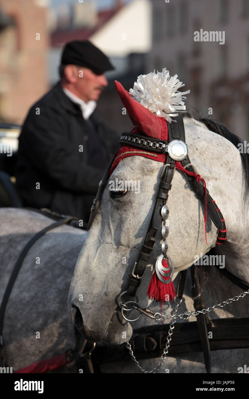Poland,Cracow,small Pole,Rynek Glowny,square,Old Town,everyday life,horse's carriages,round trip, Stock Photo
