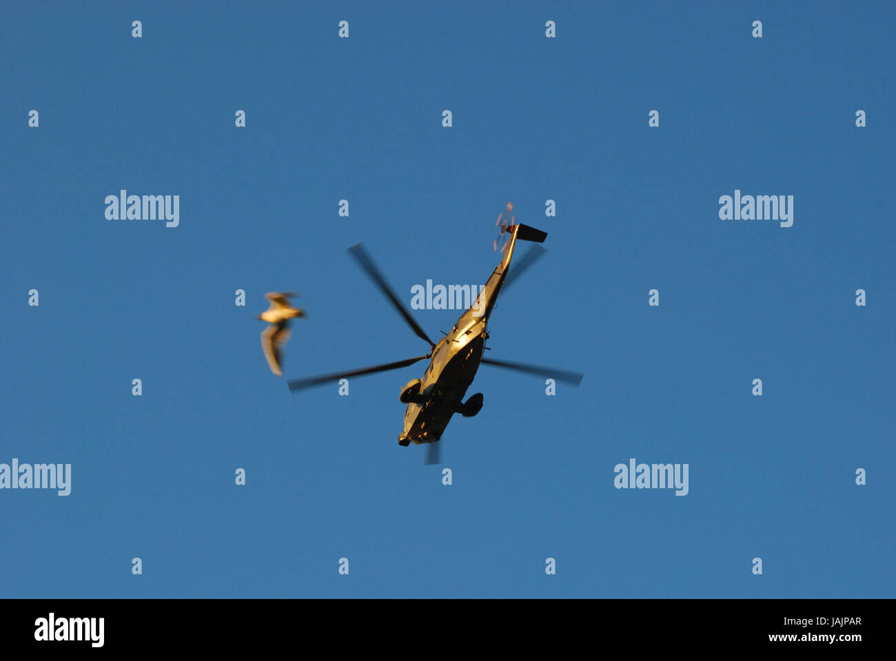 Naval helicopter,flight,gull, Stock Photo