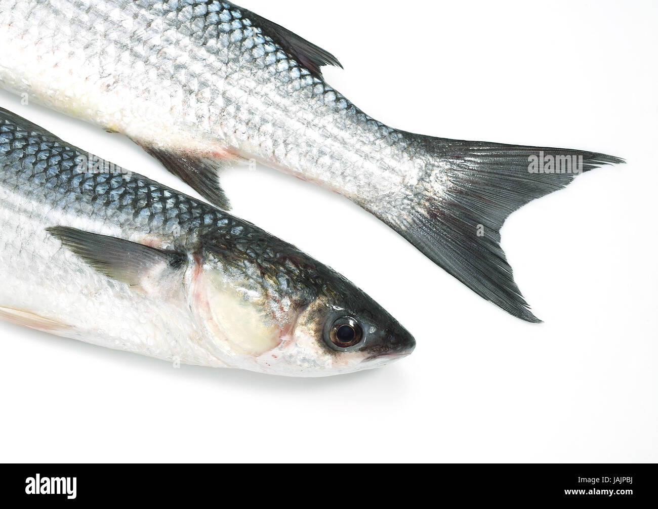Thick-lipped grey mullet,Chelon labrosus,white background, Stock Photo