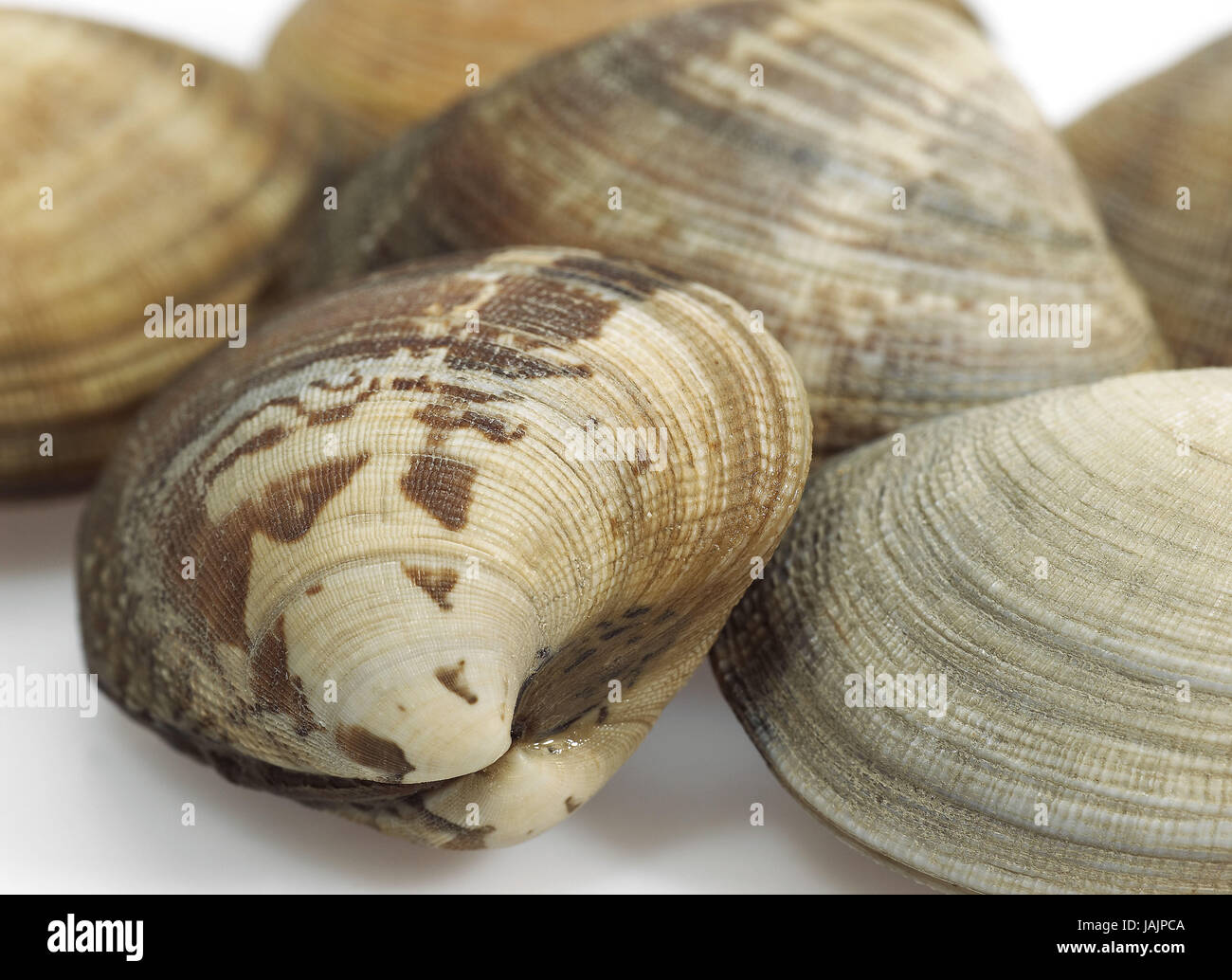 Venus's shells,venerupis sp.,white background Stock Photo - Alamy