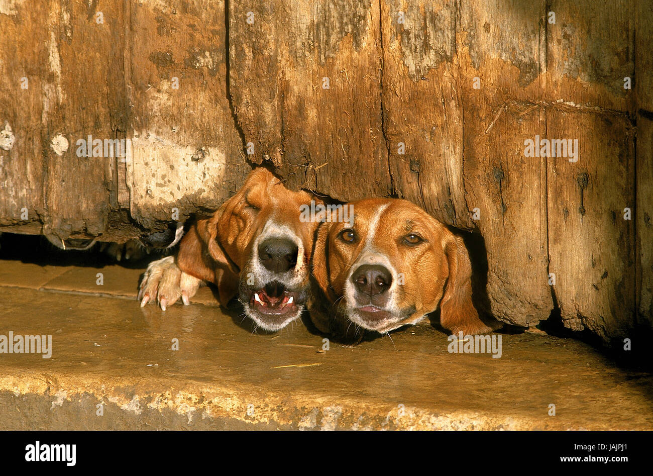 Of big Anglo-French Weiß-Oranger scent hound,dog barking,wooden fence, Stock Photo
