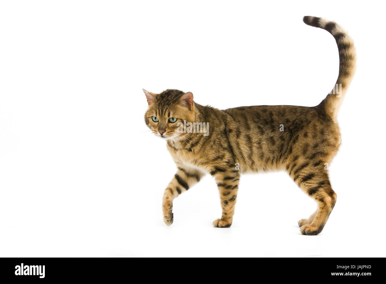 Bengalkatze,Brown spotted tabby,white background, Stock Photo