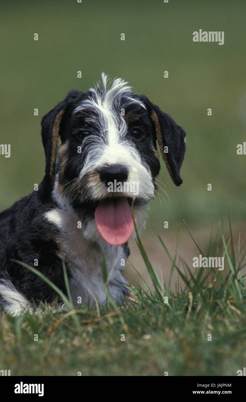 Czech terrier,portrait,tongue, Stock Photo