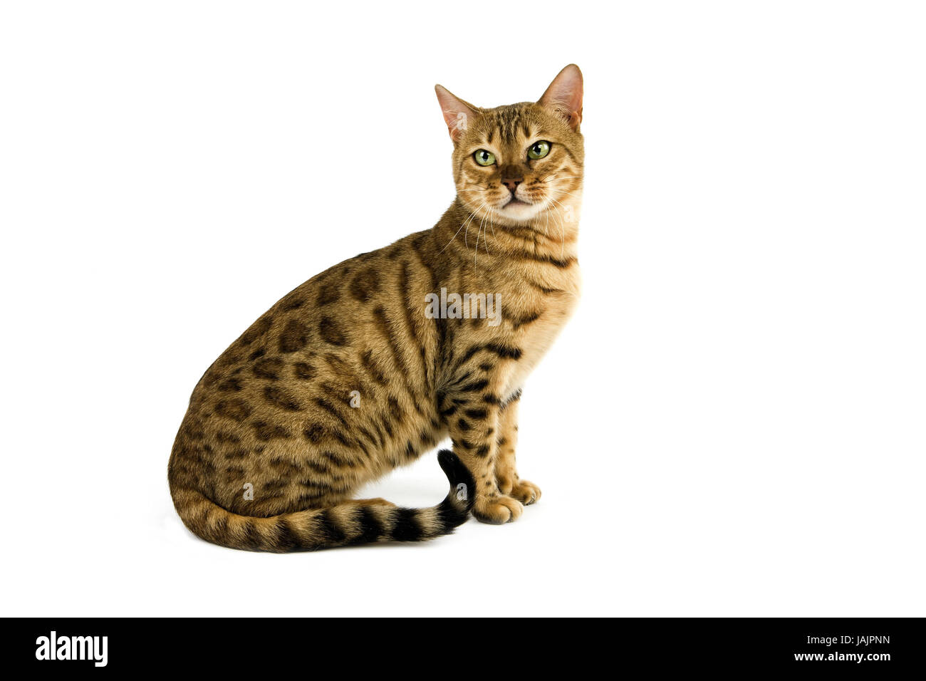 Bengalkatze,Brown spotted tabby,white background, Stock Photo