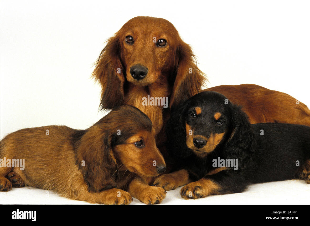 Short-haired dachshund and long-haired dachshund,female,puppy, Stock Photo