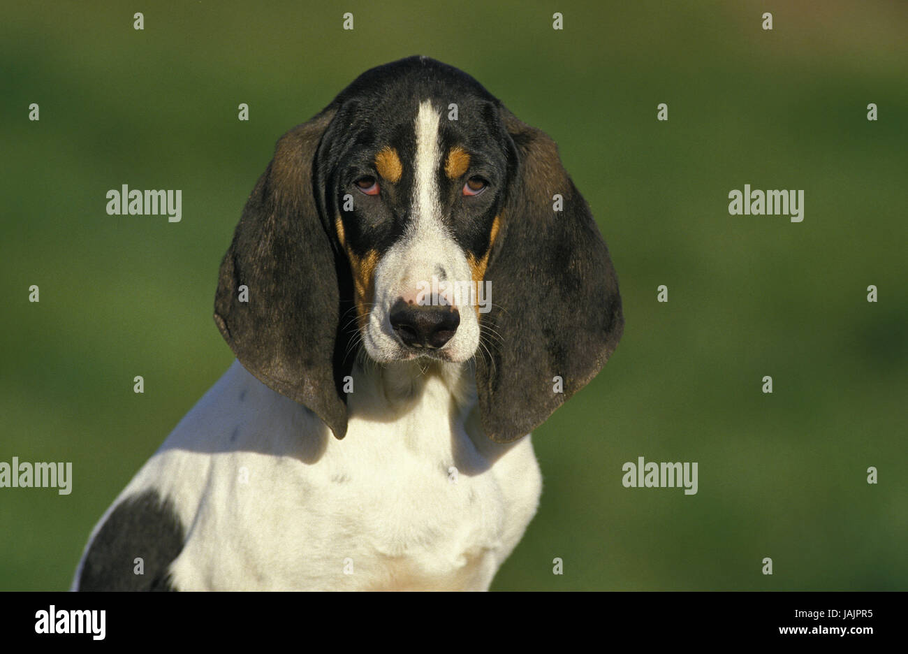 Ariégeois or Ariege scent hound,portrait Stock Photo - Alamy