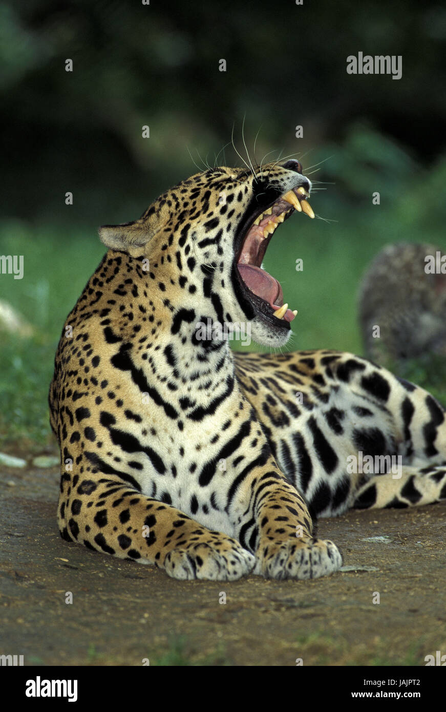 Jaguar,Panthera onca,females,yawn, Stock Photo