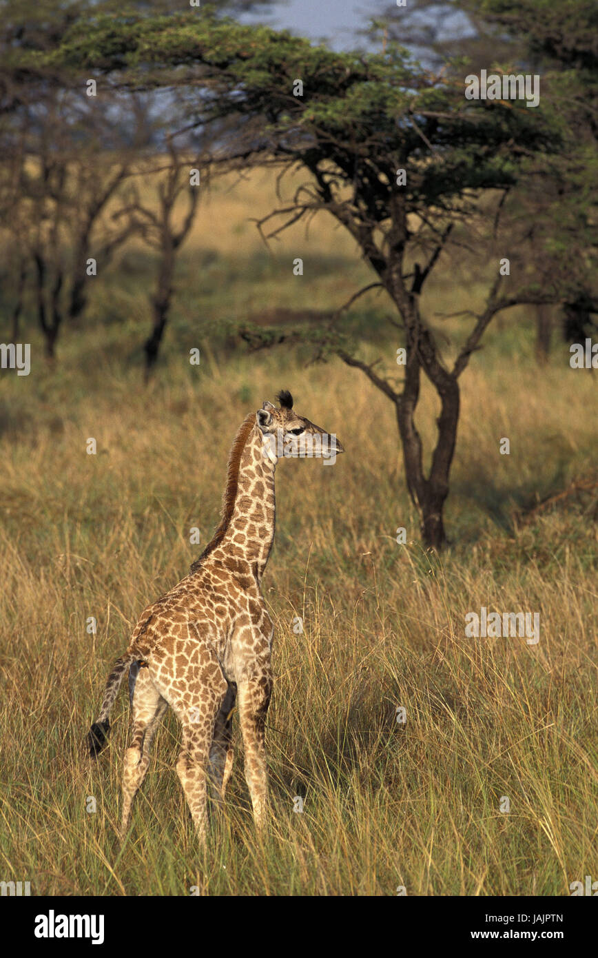 Network giraffe,Giraffa camelopardalis reticulata,young,savanna,Kenya, Stock Photo