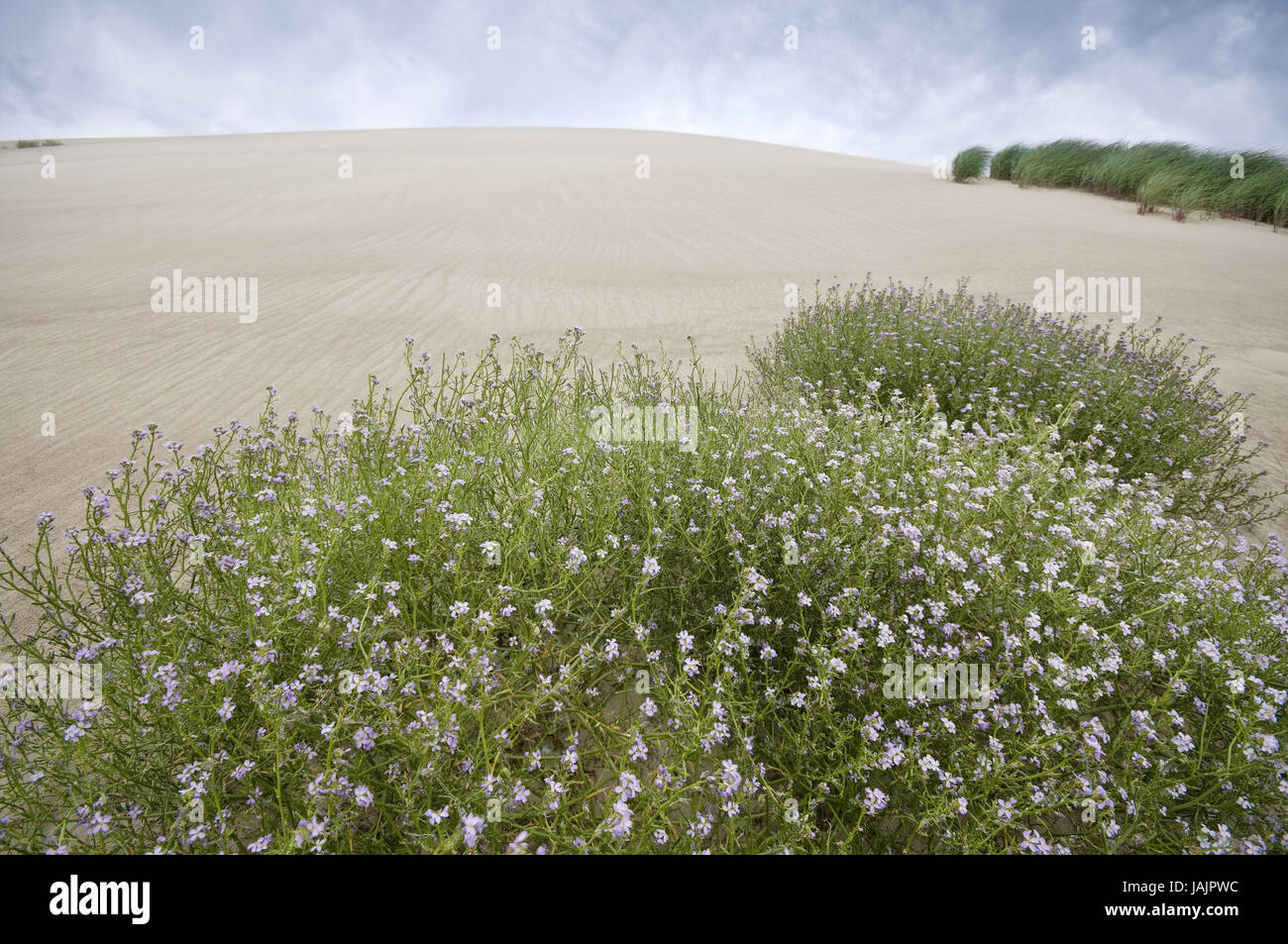 Nature,dune,plants,Lithuania,health resort broad bay bar, Stock Photo