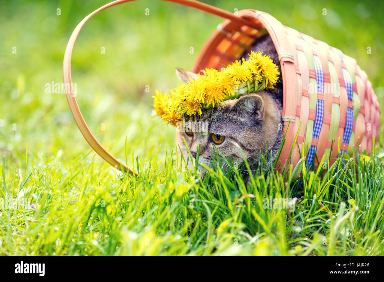 Portrait of a cat, sitting in a basket on the grass, crowned with dandelion chaplet in summer Stock Photo