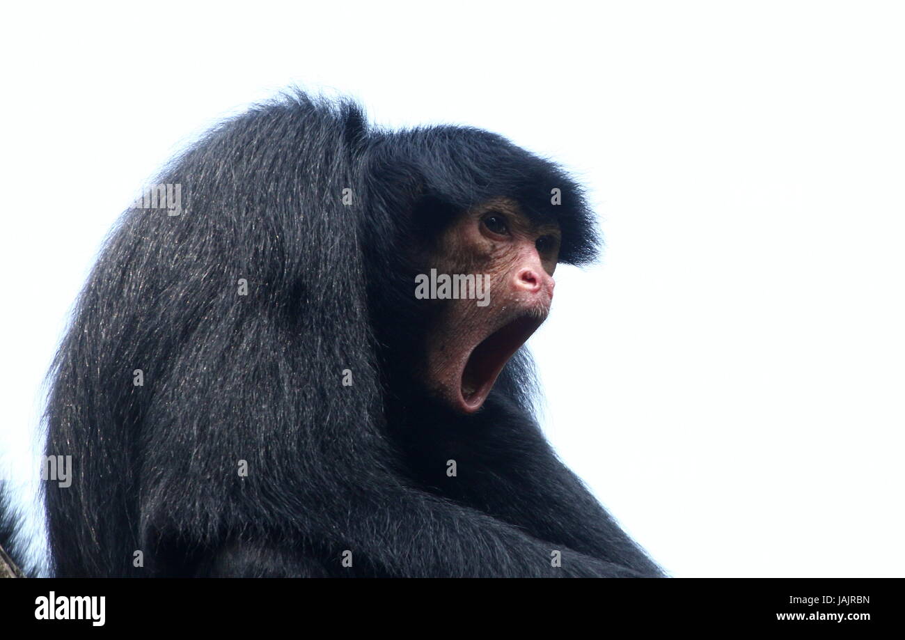 Redfaced Spider Monkey Macaco Aranha Preto Stock Photo 1370302802