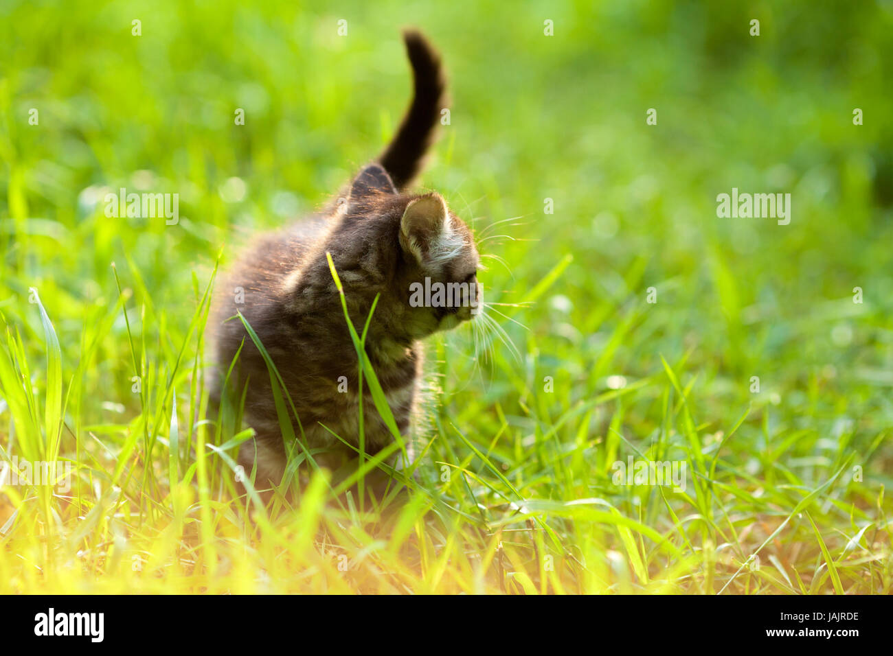 Little kitten walking in the grass in summer Stock Photo - Alamy