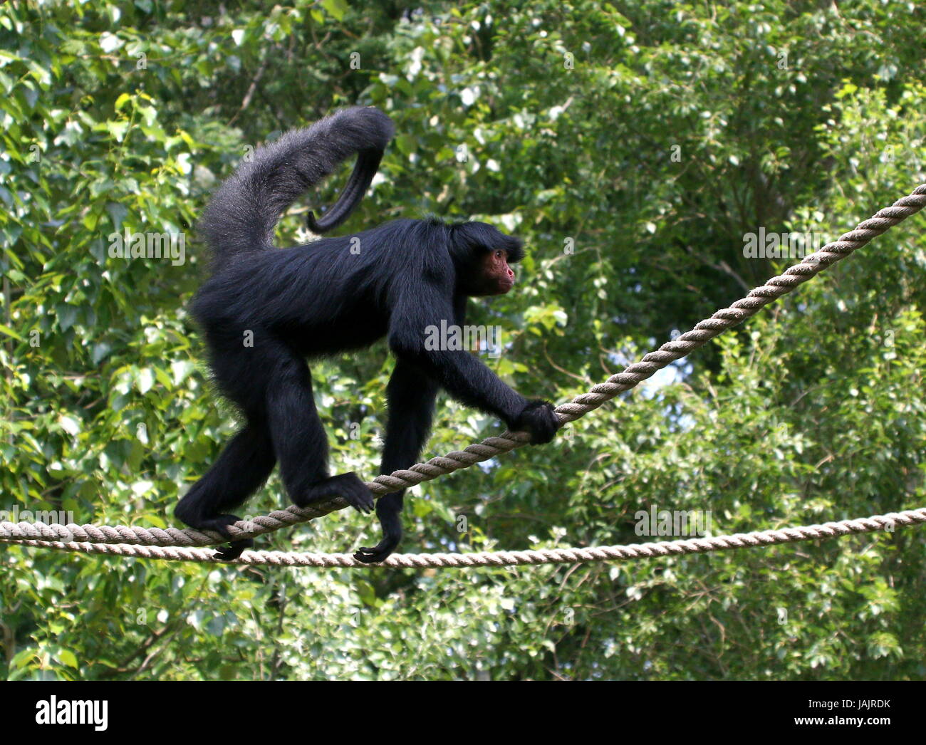 Tightrope walking South American Red-Faced Black Spider Monkey (Ateles paniscus) a.k.a. Guiana spider monkey (at Gaia Zoo, Kerkrade, The Netherlands). Stock Photo